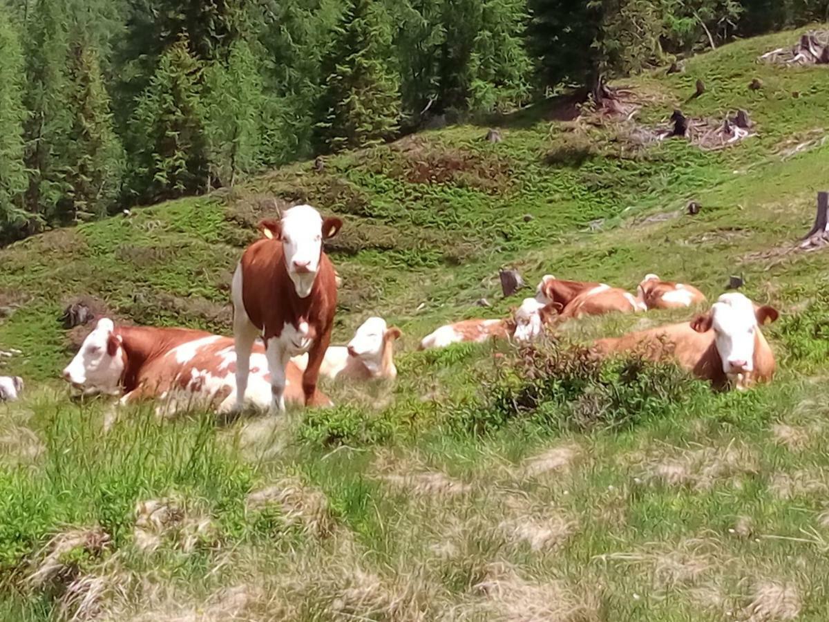 Hintereggerhof Farm stay